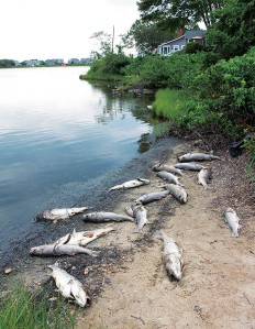COURTESY FALMOUTH ENTERPRISE -  Sixteen dead striped bass were among dead fish found on the shore of Little Pond in Falmouth Heights in July 2012.